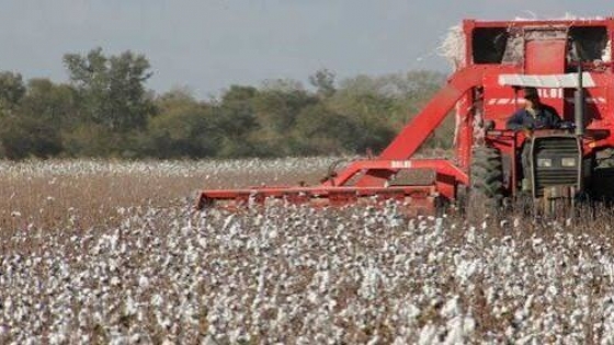 Agro en Comandante Fontana: rinde algodonero