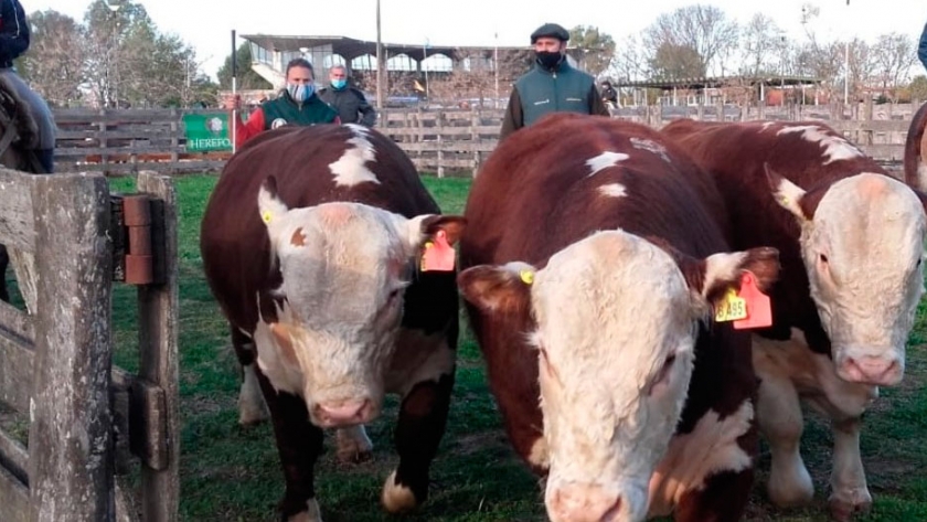 Gualeguaychú: Con las ventas en bovinos y ovinos culminaron los remates especiales