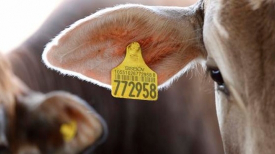 Uruguay actualiza su sistema de trazabilidad bovina con tecnología de última generación