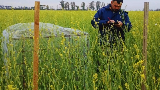 Colmenas en carinata: un ensayo del INTA muestra un salto del 37 % en el rendimiento por hectárea