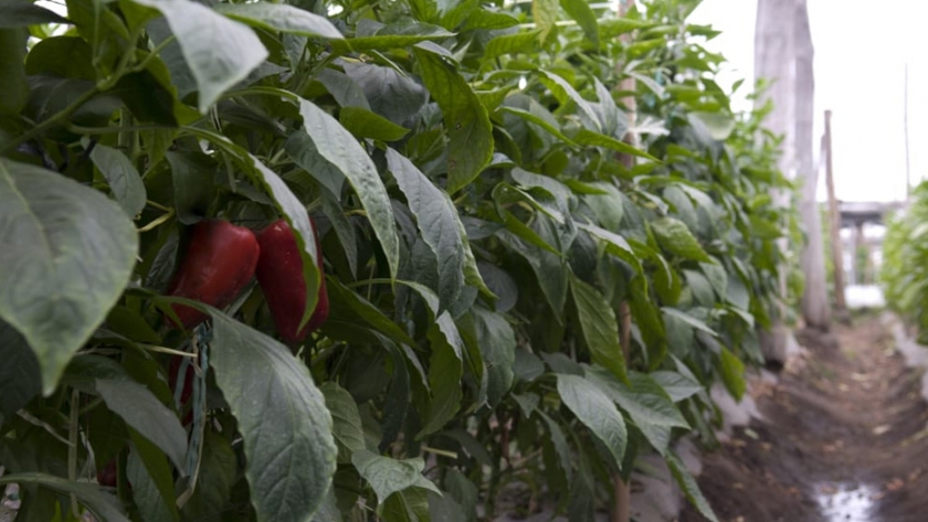 Agricultura aprobó proyectos productivos para Catamarca