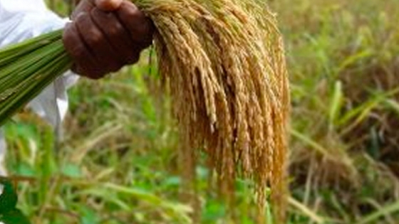 Estados Unidos y Colombia aprueban un arroz editado genéticamente