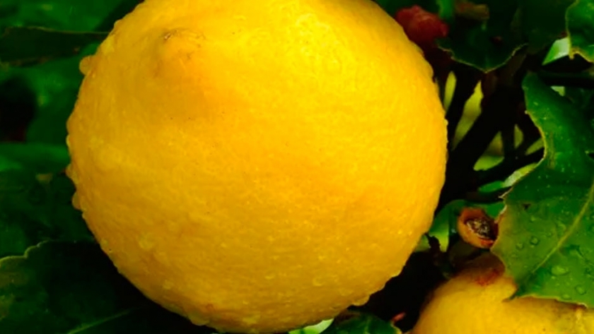 Por primera vez se exportaron limones, mandarinas y pomelos desde Buenos Aires