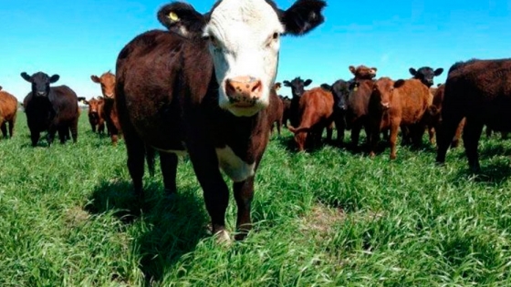 Recría pastoril intensiva: más de 1.000 kilos de carne por hectárea