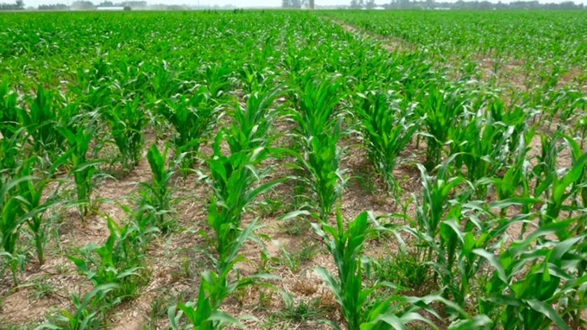 Fertilización azufrada en maíz, cada día más necesaria