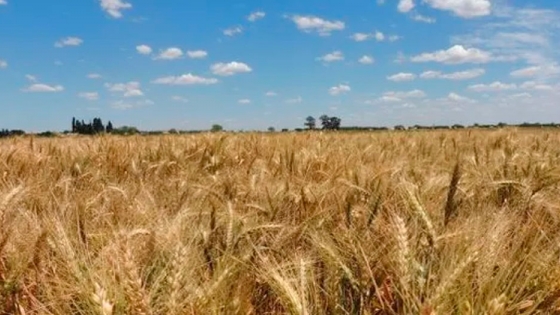 Santa Fe: comparten los resultados de la RED de evaluación de cultivares de trigo