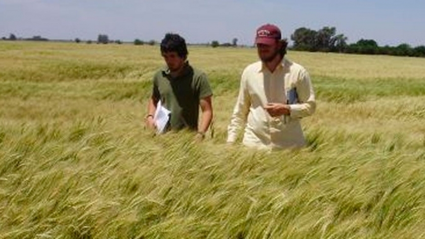 Cómo implantar pasturas en suelos ganaderos