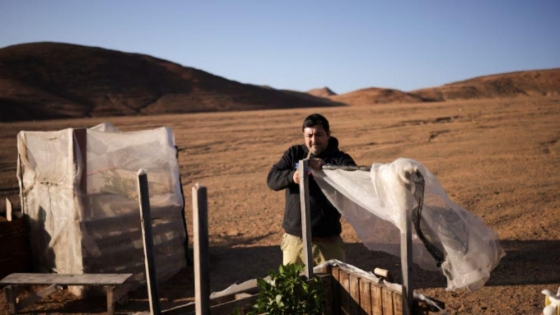 Milagro verde en Atacama: cultivan lechugas con agua extraída del aire