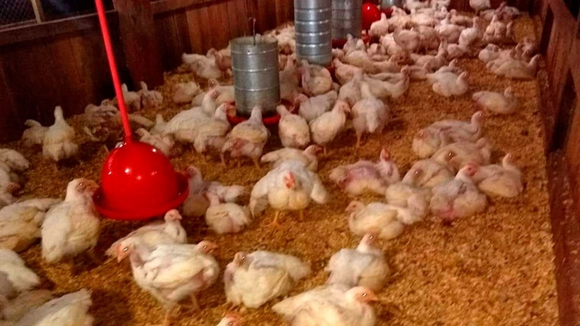 Diseñan un matadero modelo para la faena de pollos inspirado en una granja familiar de Misiones