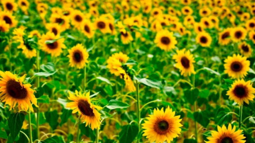 El girasol debe dar el salto productivo