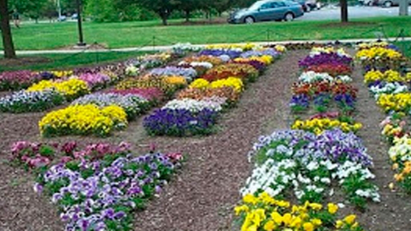 Producción de plantas herbáceas de estación