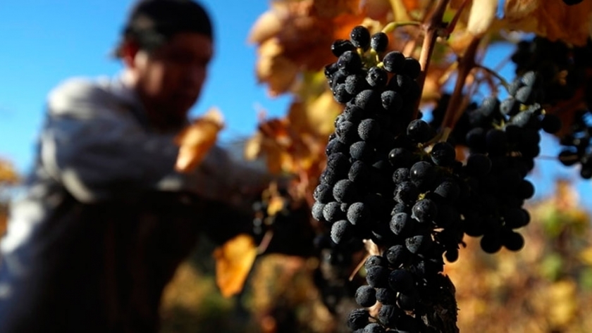 Falta de precio y crisis económica: los dos temas que preocupan a los productores de uva del Valle de Uco