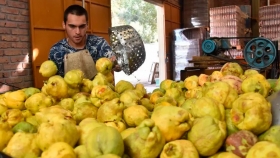 Por la cuarentena crece la venta de dulce de membrillo