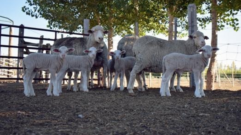 En un centro de investigación del INTA nacieron los primeros corderos patagónicos in vitro