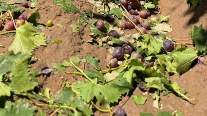 Recomiendan realizar tratamientos para evitar plagas tras las tormentas