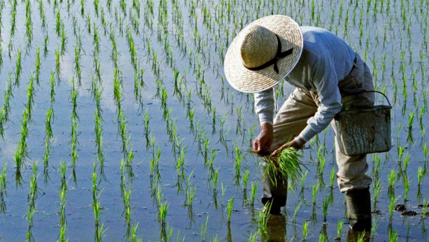 China se mantiene como modelo para reformas agrícolas