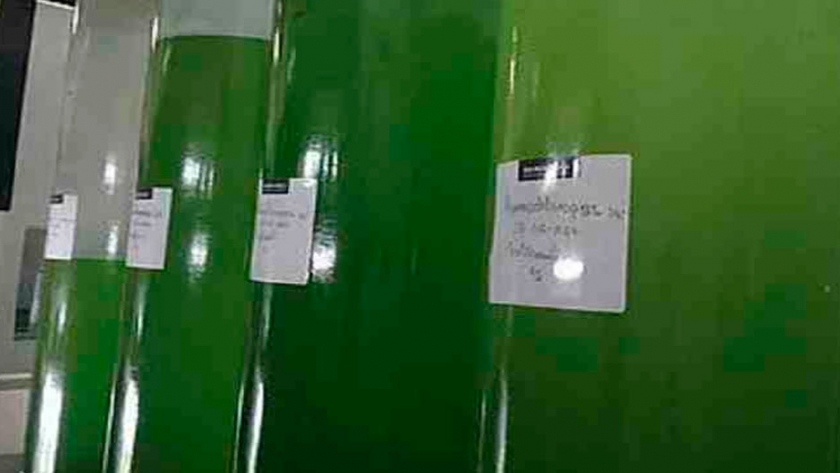 Físicos rusos crean una fórmula para producir gasolina a partir de algas