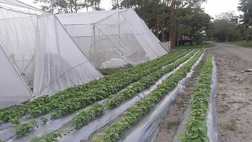 Cultivar más con menos agua, reto para los agricultores