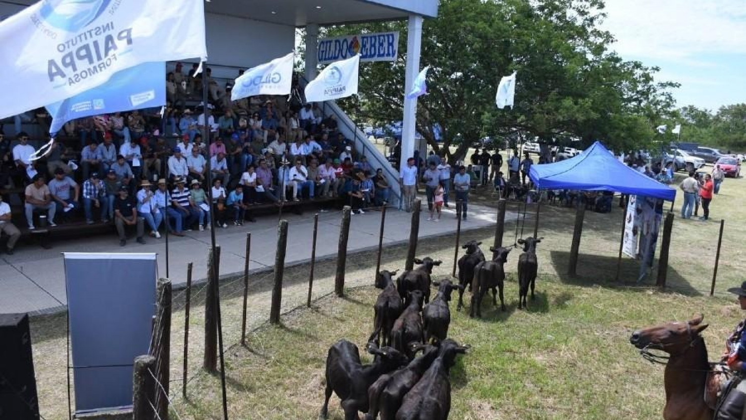 La Expo Rural del Pilcomayo celebró 50 años con ventas de genética bovina e invernada