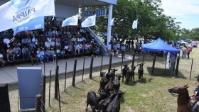 La Expo Rural del Pilcomayo celebró 50 años con ventas de genética bovina e invernada
