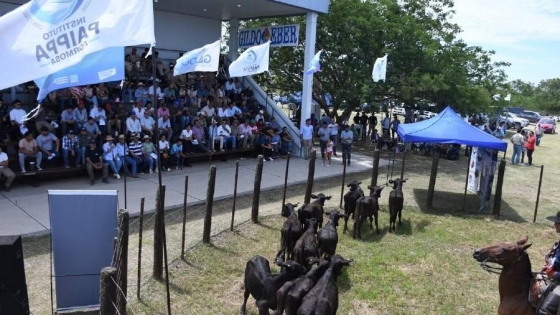 La Expo Rural del Pilcomayo celebró 50 años con ventas de genética bovina e invernada