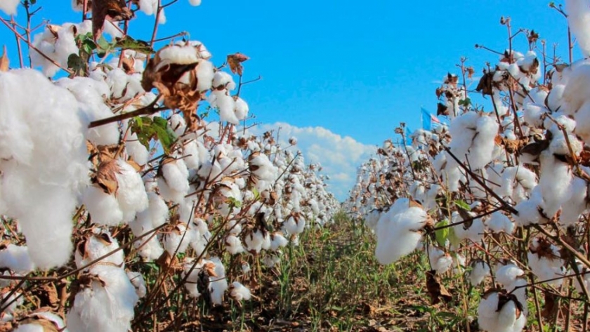 Los productores algodoneros deberán declarar la siembra fuera de la fecha permitida