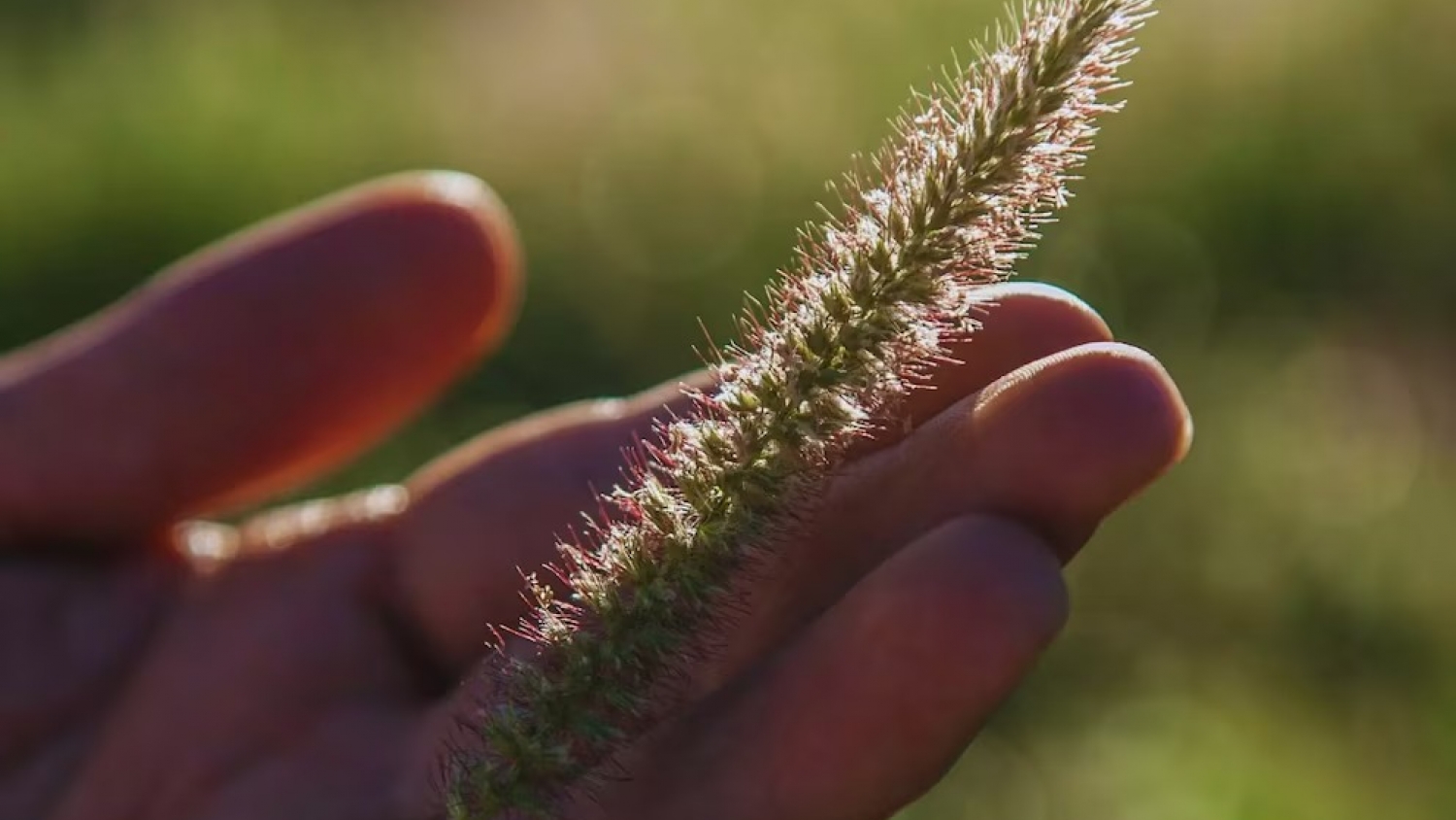 Buffel grass gana terreno en el semiárido: una opción técnica para recomponer campos degradados
