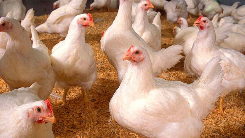 Tecnología aplicada para la obtención de proteína de pollo