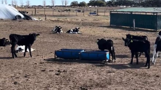 Beef on Dairy: la estrategia que transforma el futuro de la lechería argentina con genética y valor agregado