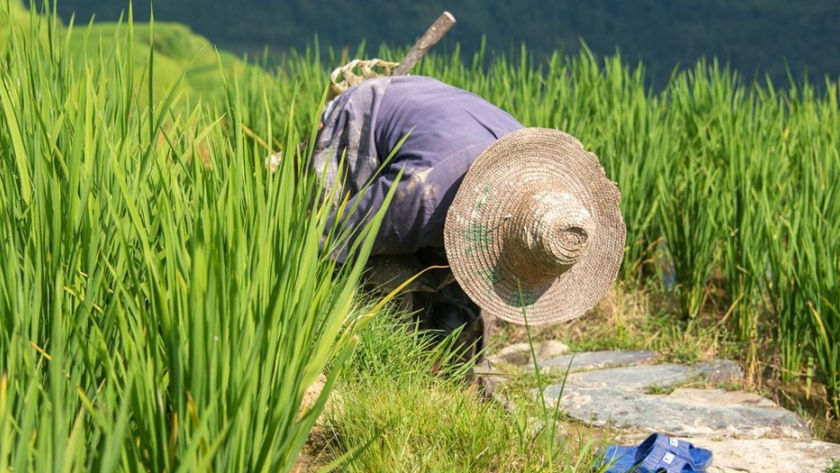 Gran preocupación por efectos del Cambio Climático en la producción de arroz