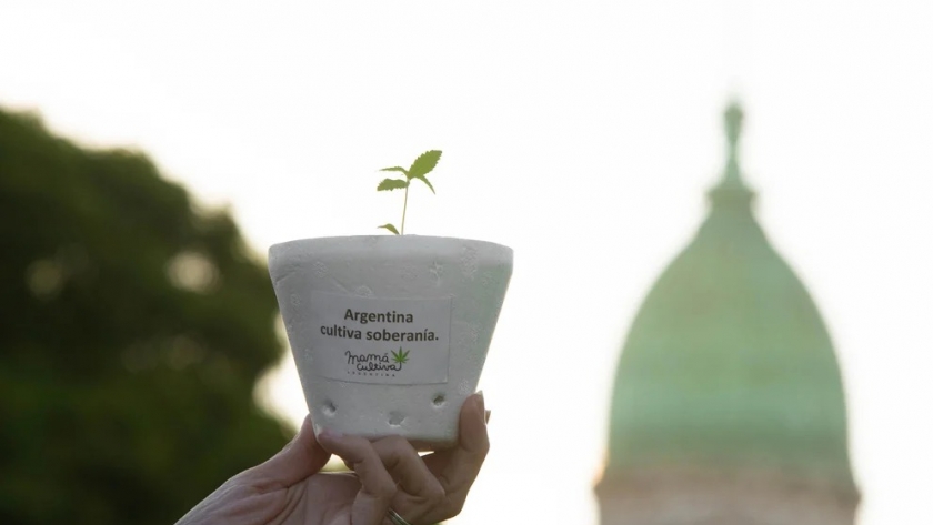 Cannabis: el proyecto del Ejecutivo obtuvo dictamen en Diputados