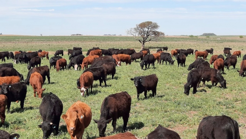 Grassfed Argentina impulsa el pastoreo racional para una carne sostenible y saludable