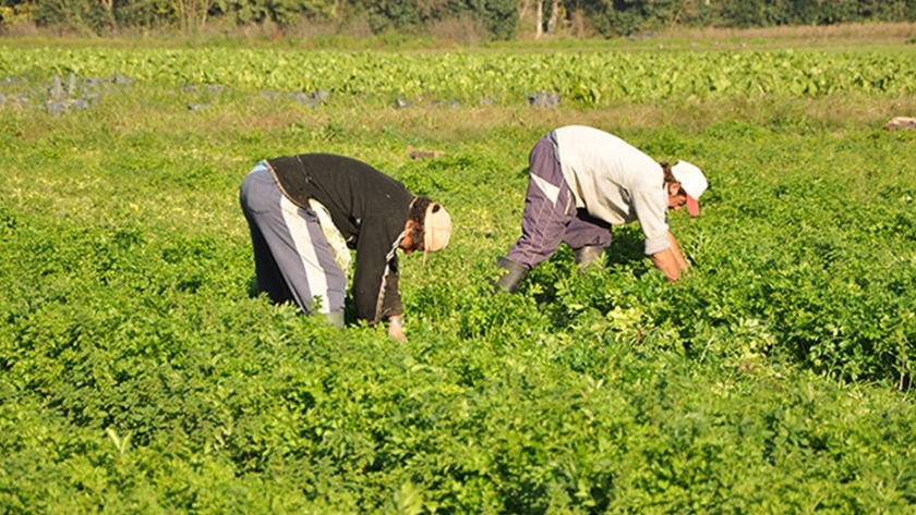 Comunicado del MDA para la producción y comercialización agropecuaria