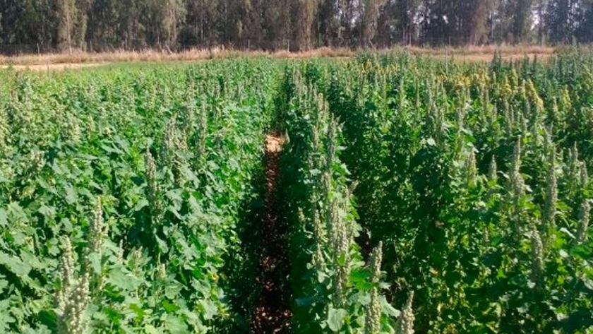 Investigadores de Cicytex presentarán un estudio sobre variedades de quinoa adaptadas a Extremadura