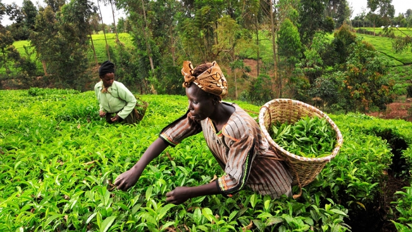 KACE: un sistema con información para agricultores keniatas