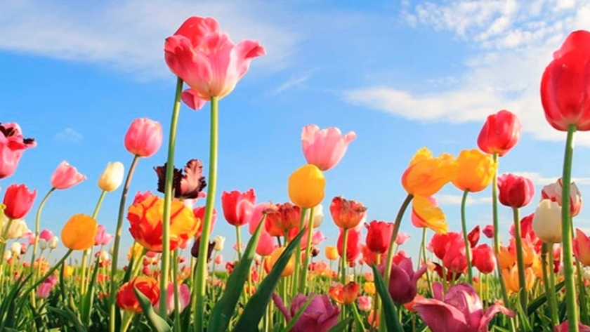 Disfrutá de los tulipanes de Keukenhof desde tu casa 