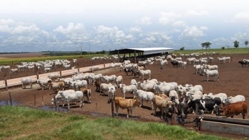 El buen manejo del ganado en confinamiento es fundamental para una producción rentable