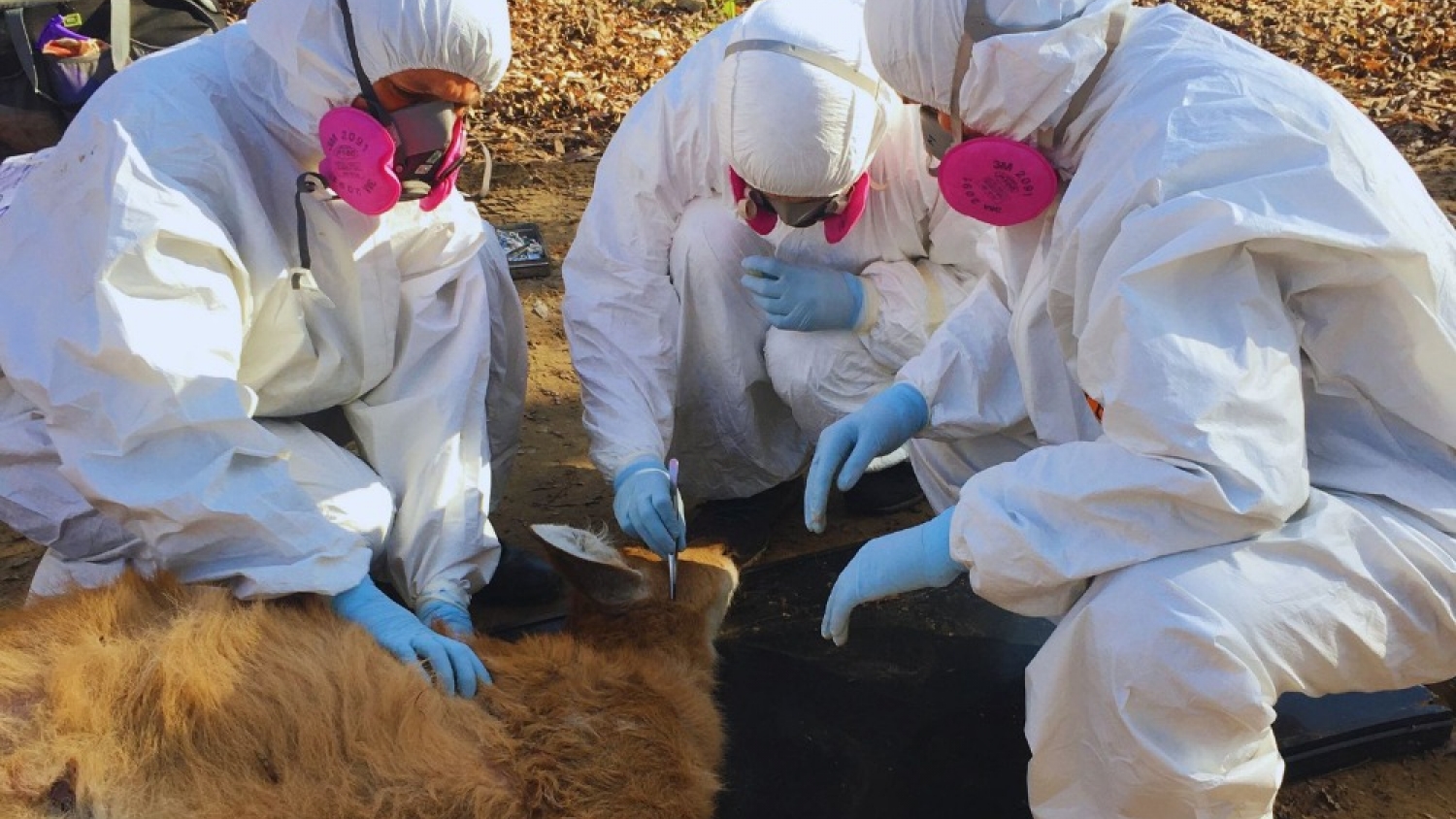 Alerta sanitaria: científicos confirman la circulación de un patógeno transmitido por garrapatas en fauna silvestre argentina