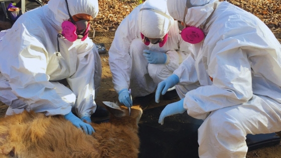 Alerta sanitaria: científicos confirman la circulación de un patógeno transmitido por garrapatas en fauna silvestre argentina