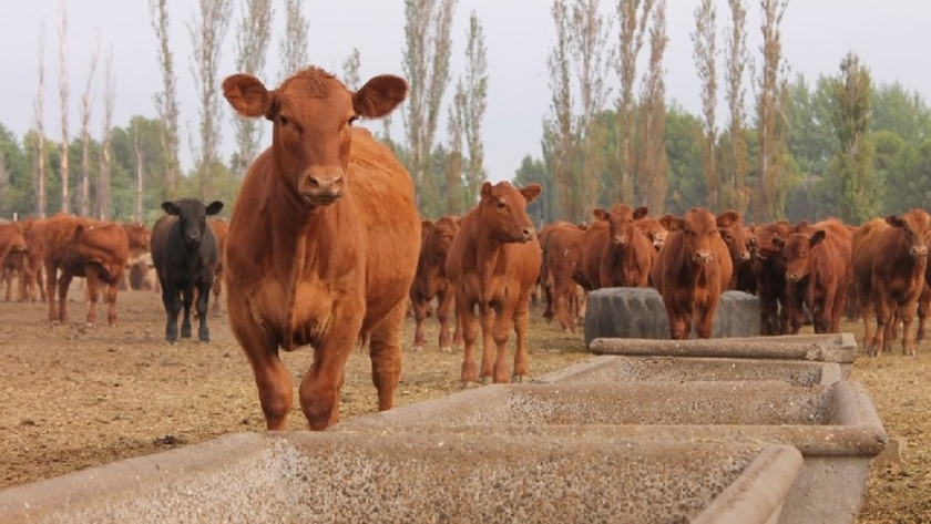 Créditos Ganadería Bovina