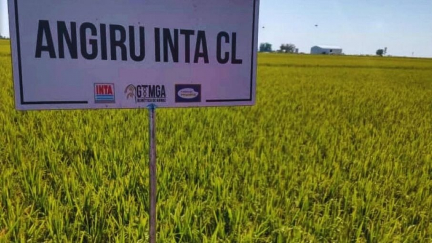 Un estudio del INTA define la dosis óptima de nitrógeno para potenciar el rendimiento del arroz Angirú INTA CL