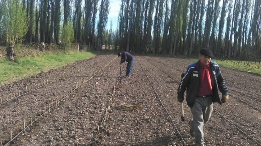 El Ministerio de Agricultura, Ganadería, Industria y Comercio amplía la producción en el vivero forestal de Sarmiento