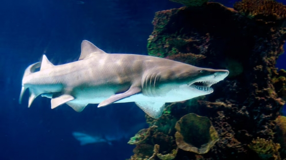 Día de la Conciencia por los Tiburones: la sobrepesca y el cambio climático amenazan su supervivencia