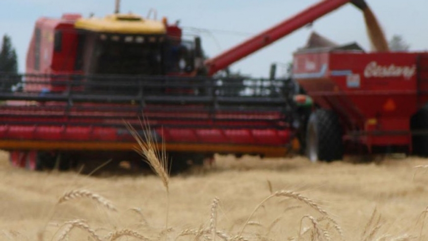 Récord: ventas anticipadas de trigo se duplicaron y fortalecen las expectativas de siembra