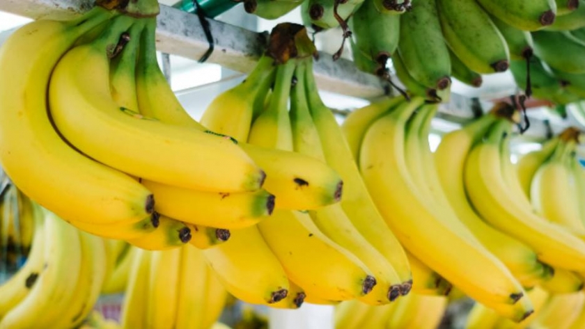 Ecuador: el sector bananero se mantiene firme ante el COVID-19