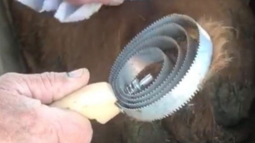 Celo animal: lanzan una herramienta innovadora para tareas de limpieza difícil