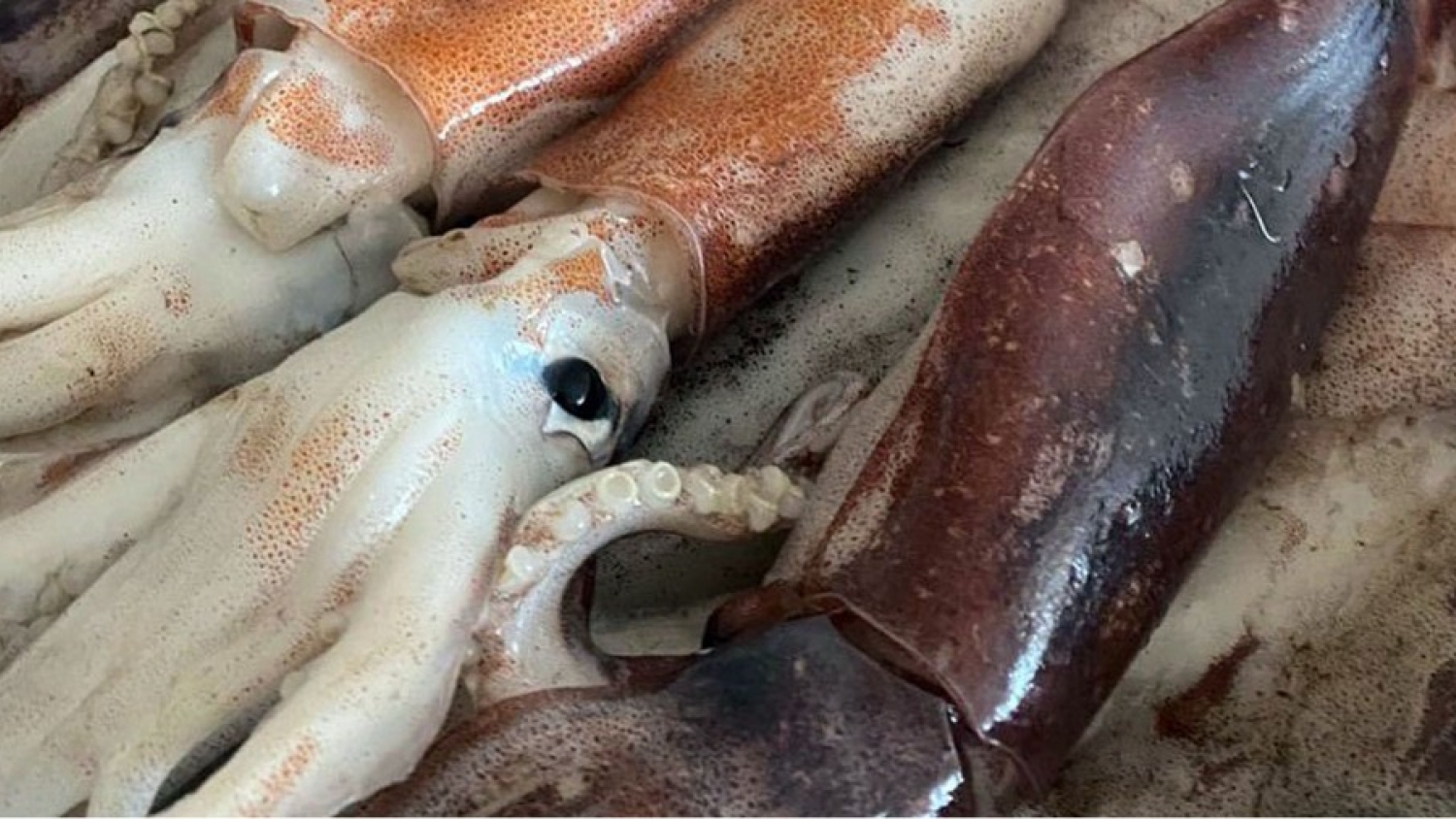 Récord histórico de captura de calamar en el Mar Argentino