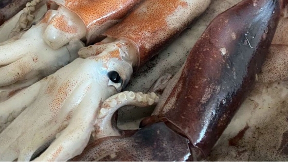 Récord histórico de captura de calamar en el Mar Argentino