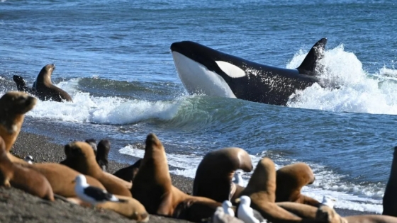 Orcas en Chubut: comenzó el espectáculo único en el mundo