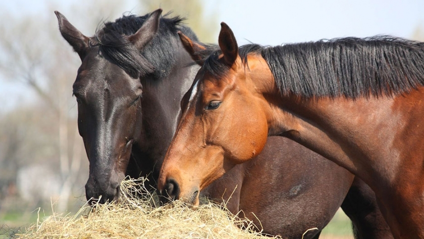 Características de la dieta equina